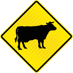 PW37 (WF11) Cattle